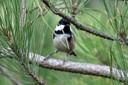 Tit,Coal04.jpg Slide 278
