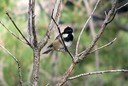 Tit,Coal05.jpg Slide 279