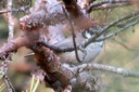 Tit,Crested01.jpg Slide 280