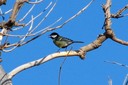 Tit,Great01.jpg Slide 281
