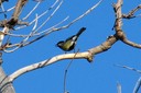 Tit,Great02.jpg Slide 282