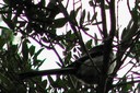 Tit,Long-tailed01.jpg Slide 283