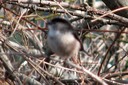 Tit,Long-tailed02.jpg Slide 284