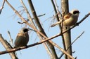 Tit,Penduline01.jpg Slide 285