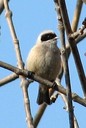 Tit,Penduline02.jpg Slide 286
