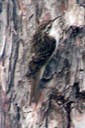 Treecreeper,Eurasian01.jpg Slide 287