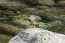 Wagtail,Gray01.jpg Slide 295