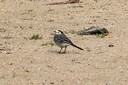 Wagtail,White01.jpg Slide 297