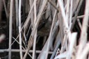 Warbler,Moustached01.jpg Slide 299