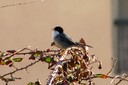 Warbler,Sardinian01.jpg Slide 300