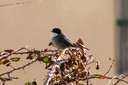 Warbler,Sardinian02.jpg Slide 301
