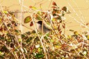 Warbler,Sardinian03.jpg Slide 302