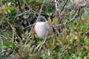 Warbler,Sardinian04.jpg Slide 303