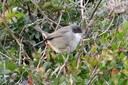 Warbler,Sardinian05.jpg Slide 304