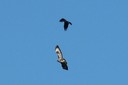 crows_and_buzzard01.jpg Slide 26