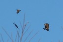 crows_and_buzzard02.jpg Slide 27