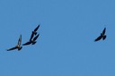 crows_and_buzzard03.jpg Slide 28