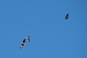 crows_and_buzzard06.jpg Slide 31