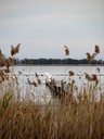 egrets_and_coots01.jpg Slide 55