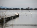 egrets_and_coots02.jpg Slide 56