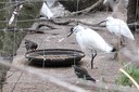 egrets_and_moorhens01.jpg Slide 57