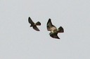kestrel_and_buzzard01.jpg Slide 155