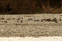 lapwings_and_magpie01.jpg Slide 174