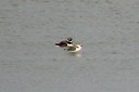 plovers01.jpg Slide 197