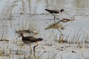 ruff_and_sandpiper01.jpg Slide 214