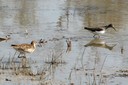 ruff_and_sandpiper02.jpg Slide 215