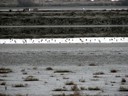 shorebirds01.jpg Slide 233