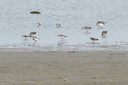 shorebirds02.jpg Slide 234