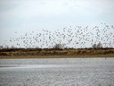 shorebirds03.jpg Slide 235