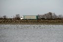 shorebirds04.jpg Slide 236