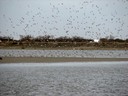 shorebirds05.jpg Slide 237