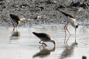 shorebirds06.jpg Slide 238