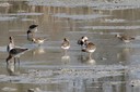 shorebirds07.jpg Slide 239