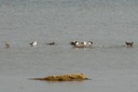 shorebirds08.jpg Slide 240