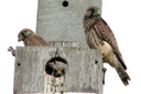 Eurasian Kestrel (juvenile), 6/25/07, Étang de Canet/St-Nazaire. This nest ... Slide 1