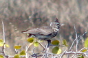 Thekla Lark, 6/27/07, Tabarca island (near Alicante). This lifer ... Slide 3
