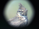 Thekla Lark, 6/27/07, Tabarca island (near Alicante). Digiscoped. Slide 4