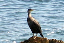 European Shag (juvenile), 6/27/07, Tabarca island (near Alicante). The ... Slide 5
