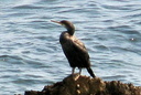 European Shag (juvenile), 6/27/07, Tabarca island (near Alicante). Slide 6
