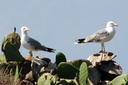 Yellow-legged Gull, 6/27/07, Tabarca island (near Alicante). Gulls with cactus! Slide 7