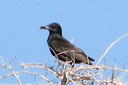 Spotless Starling, 6/27/07, Tabarca island (near Alicante). Slide 8