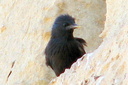 Spotless Starling, 6/27/07, Tabarca island (near Alicante). Slide 9