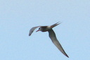Common Tern, 6/27/07, on the boat between Tabarca island ... Slide 11