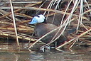 White-faced Duck (male), 6/30/07, Clot de Galvany (near Alicante). ... Slide 13