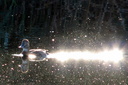 Common Pochard (female), 6/30/07, Clot de Galvany (near Alicante). ... Slide 14
