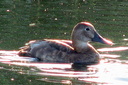 Common Pochard (female), 6/30/07, Clot de Galvany (near Alicante). Slide 15